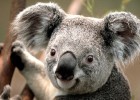 Koala.jpg | Recurso educativo 754166