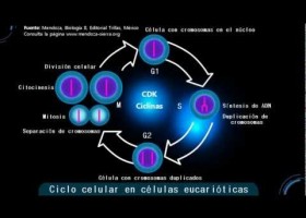 El ciclo celular | Recurso educativo 755669