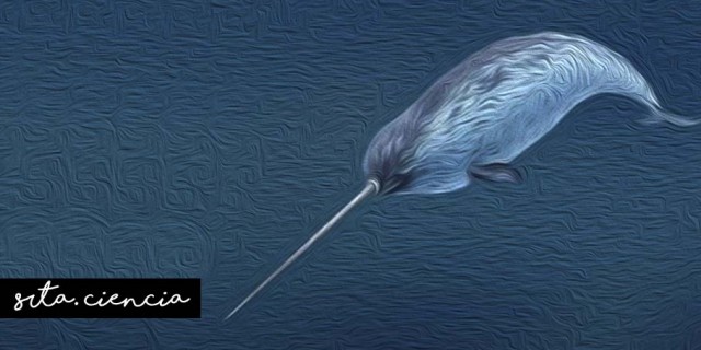 Narvales: unicornios en el mar | Recurso educativo 768069