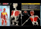 Animació dels músculs del cos humà | Recurso educativo 769370