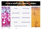 Atlas de Histología Vegetal y Animal | Recurso educativo 773858