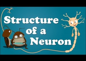 Structure of a Neuron | Recurso educativo 774344