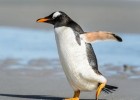 Apadrina un pingüí | Recurso educativo 774699