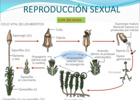Ciclo de la reproducción sexual de los musgos. | Recurso educativo 776183