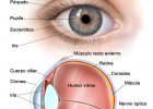 Partes del ojo | Recurso educativo 776428