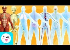 Els sistemes del cos humà | Recurso educativo 760493