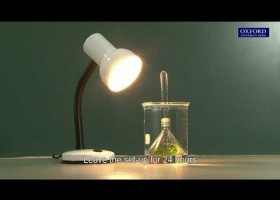 Photosynthesis | Recurso educativo 784375