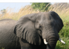 Estado del elefante africano | Recurso educativo 788400