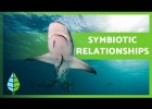 What is SYMBIOSIS? | Recurso educativo 790285