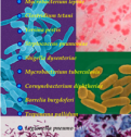 10 Bacterial diseases | Recurso educativo 61249