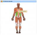 El sistema muscular | Recurso educativo 28519