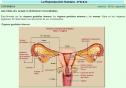 Aparato reproductor femenino | Recurso educativo 28558