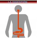 El aparato digestivo | Recurso educativo 3987