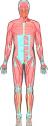 Anatomía humana: músculos | Recurso educativo 5476