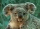 Vídeo: imágenes de koalas | Recurso educativo 9777