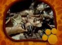 El Maravilloso Mundo de los Animales: Las Hormigas | Recurso educativo 70844