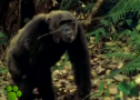 El Maravilloso Mundo de los Animales: Los Chimpances | Recurso educativo 70853