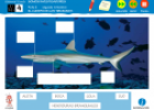 Somos investigadores: El cuerpo de los tiburones | Recurso educativo 79294