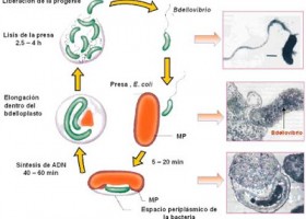 Bacterias depredadoras | Recurso educativo 723160