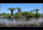 Baobabs de Madagascar | Recurso educativo 724840