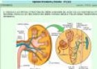 La estructura del riñón | Recurso educativo 735919
