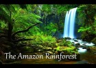 The Amazon Rainforest | Recurso educativo 736469