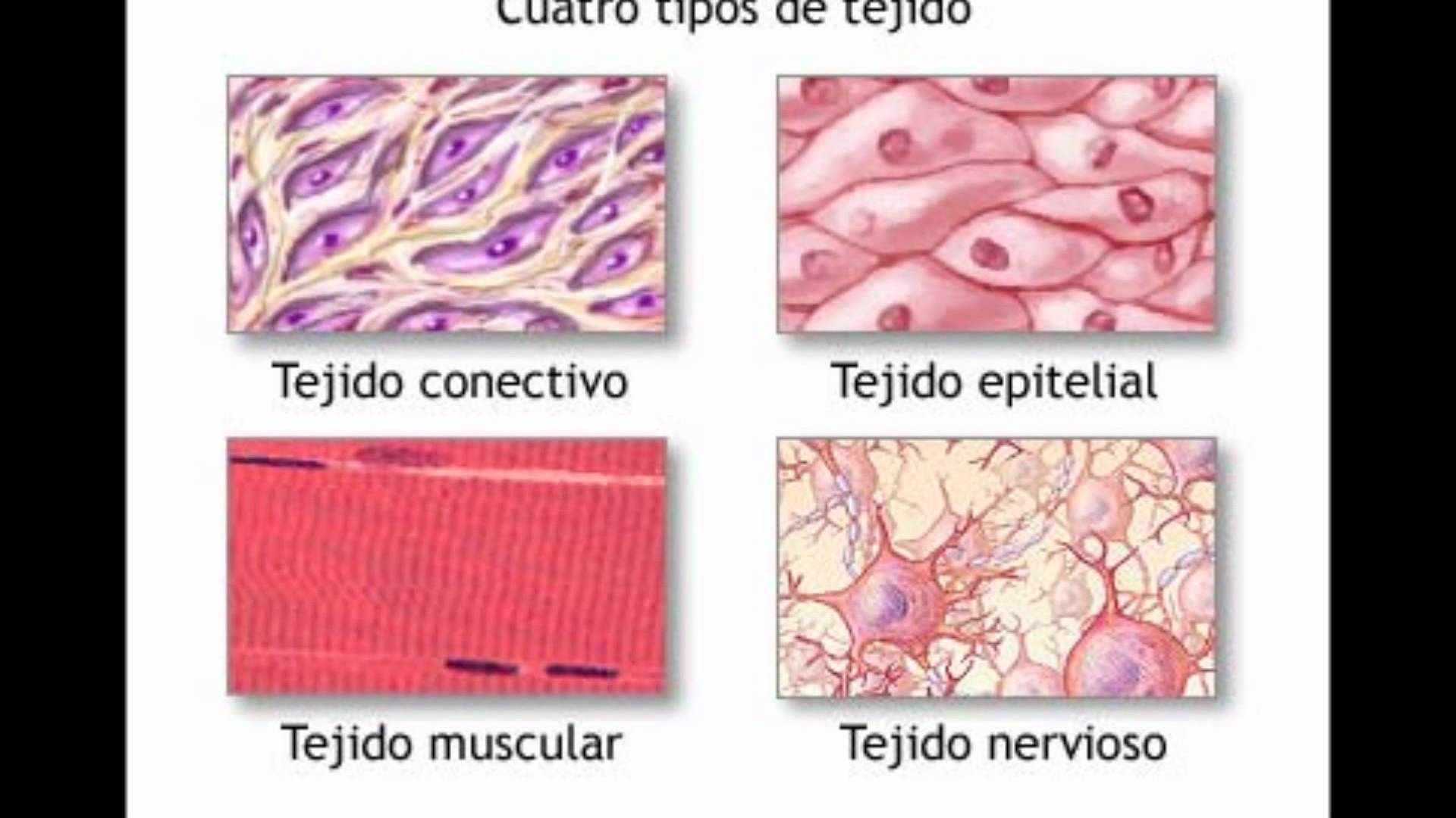 ¿qué Tienen En Comun Los Seres Vivos Tejidos