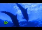 O golfiño. | Recurso educativo 741379
