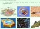 La célula eucariota | Recurso educativo 747232