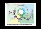 La regulación del ciclo celular | Recurso educativo 751929