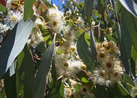 Eucalyptus - Simple English Wikipedia, the free encyclopedia | Recurso educativo 753740