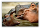 El hipopótamo para niños | Recurso educativo 769631