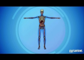 LOS SISTEMAS DEL CUERPO HUMANO | Recurso educativo 772605