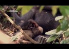 Chimpancés casi humanos | Recurso educativo 774002