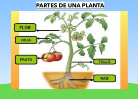 LAS PLANTAS | Recurso educativo 774253