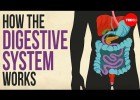 How your digestive system works | Recurso educativo 777984