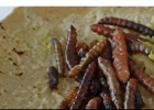 Cuatro motivos para comer insectos | Recurso educativo 788319