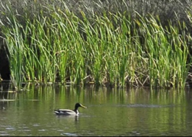 Landscapes - Marshes and wetlands in Andalucia | Recurso educativo 781946